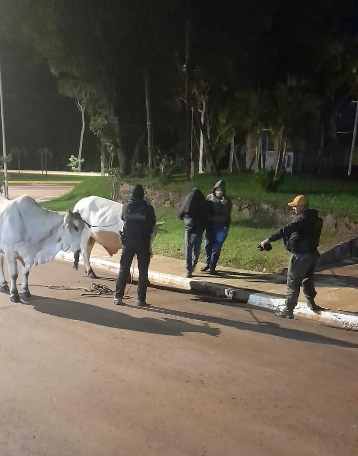 Atraparon a un cuatrero cuando trasladaba a dos cebúes en Almafuerte 2